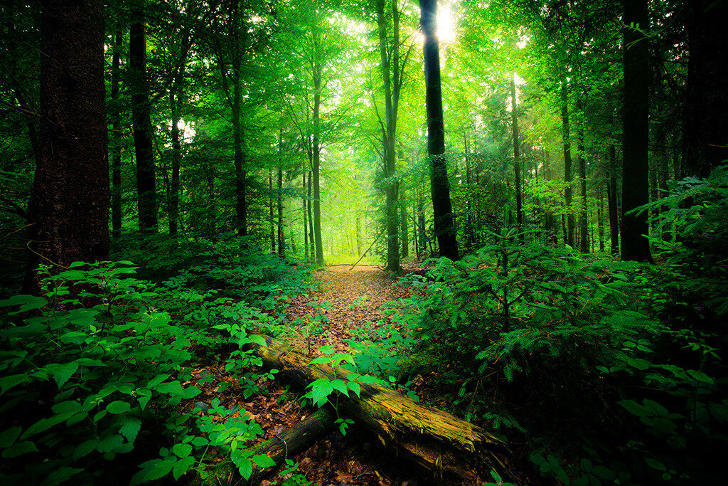 Save the trees